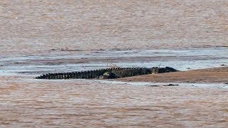 Amazing footage of giant 7m crocodile  Filmed in the wild [upl. by Villiers735]