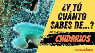 ¿CUANTO SABES SOBRE  CNIDARIOS Nivel básico [upl. by Issy]