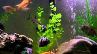 55g Convict Vs Blue Acara Cichlids fighting [upl. by Veriee297]