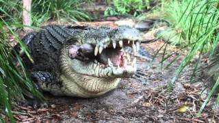 Saltwater Crocodile eating a pigs head [upl. by Ecinnaj110]