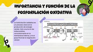 ciclo de krebs [upl. by Aremat]