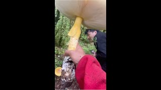 Gigantic gemmed Amanita mushroom was discovered in the forest forest gem mushroom discovery [upl. by Alyhs]