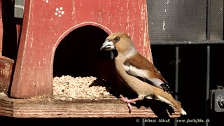 Kernbeisser Distelfink Grünfink Kohlmeise Blaumeise Buchfink Buntspecht Stieglitz Türkentau [upl. by Pasahow]