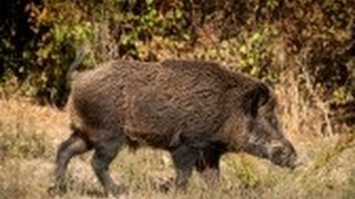 Wildschwein wird erlegt  Wildschwein Hunting Wild Boar Hunting [upl. by Atnwahsal]