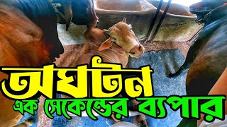 খামারের সব গরুর আপডেট  অনেক বড় একসিডেন্ট থেকে আল্লাহ রক্ষা করল  Purbasha Agro [upl. by Soalokin816]