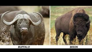 Buffalo and Bison Sounds [upl. by Ninnahc361]