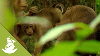 Monkey families of Southeast Asia  The Macaques [upl. by Ylrebma]