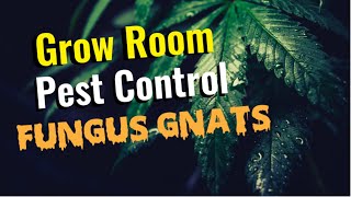 Get Rid Of FUNGUS GNATS Now A deep dive into controlling this flying garden pest [upl. by Etirugram]