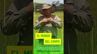 CULTIVO DE ARROZ AGROPECUARIA LA SORIA AMBALEMA TOLIMA PARTE 1 [upl. by Gerta137]