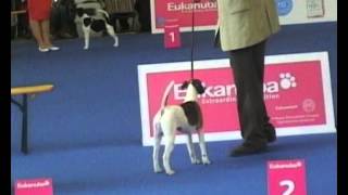 WDS Budapest 2013 fox terrier smooth [upl. by Trin]