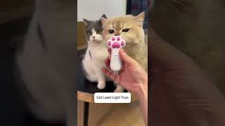 Cute cats playing with laser funnyvideos laser cats [upl. by Parker464]