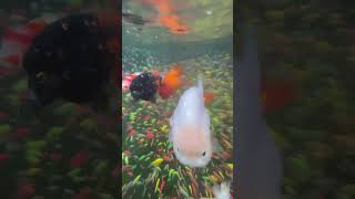 Fishing Aquarium in nature Guppyfish GuppyfishaquariumGuppyfish Guppyfishaquarium shorts fyp [upl. by Retrop]