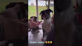 Mia learning 🐶 pawgiving doglover dog dogtraining oeb bulldog hola patita [upl. by Iahs]