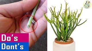 GROWING PENCIL CACTUS Dos amp Donts  Care Tips and Propagation of Milkbush [upl. by Christoffer]