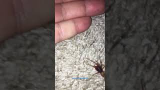 Woodlouse spider Dysdera crocata cleaning his BIG fangs [upl. by Swor]