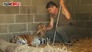 Au cœur du zoo  naissances imminentes au parc [upl. by Cung618]