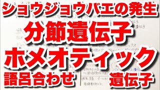 【分節遺伝子とホメオティック遺伝子の覚え方】ショウジョウバエの発生 胚の区画化と体節の分化 動物の発生 ゴロ生物 [upl. by Koffler]