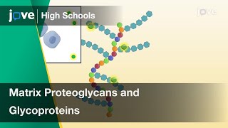 Matrix Proteoglycans and Glycoproteins  Cell Bio  Video Textbooks  Preview [upl. by Kcirdle]