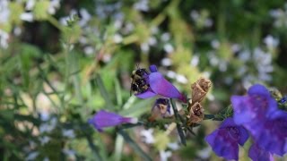 Penstemon  California Native Garden  Ep6 [upl. by Vashtia347]