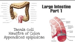 Taneia coli Haustra and appendices epiploicae  Anatomy of Large Intestine [upl. by Kramnhoj]