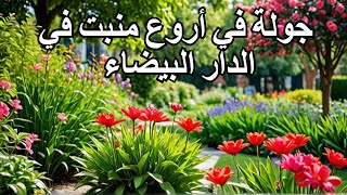 جولة في أروع منبت في الدار البيضاء trending viralvideo اكسبلور [upl. by Orecul824]