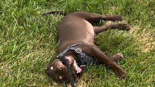 Donkey puppy being leash trained second video of just how easy it was walking Reese as a puppy 😂 [upl. by Candie701]