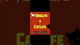 BitLife Gameplay Part 5 Why Wouldnt She Keep the Baby [upl. by Rutledge]