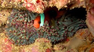 Clownfish on the Great Barrier Reef [upl. by Alphonse]