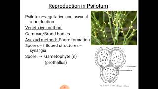 Psilotum  reproduction [upl. by Neiluj]