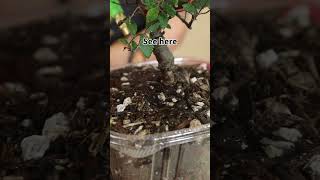 Common bonsai watering mistakes shorts bonsai penjing watering bonsaiforbeginners [upl. by Eislehc57]