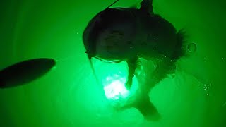 How to Catch Catfish at Night with Lights [upl. by Aterg]