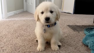 I GOT A PUPPY  Cooper the 8 week old Golden Retriever [upl. by Ailev]