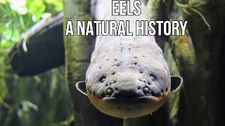 Eels A Natural History Biology Anatomy and Species [upl. by Faith]