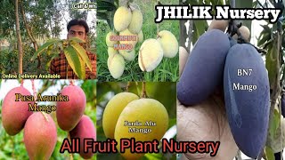 BN7 Mango  Gourmoti Mango  JHILIK Nursery  My Garden Nursery [upl. by Rockie38]