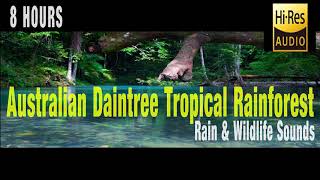 Australian Tropical Rainforest  Rain and Wildlife Sounds  Sleep Meditation Insomnia Relaxation [upl. by Dorinda673]