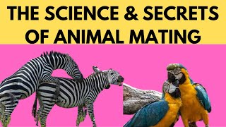 Unlocking Natures Most Intimate Mysteries Animal Mating [upl. by Ellevehc]