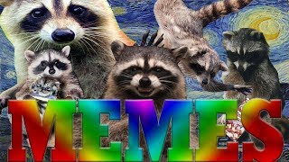 ULTIMATE DANK MEMES RACCOON EDITION 2 [upl. by Herod]