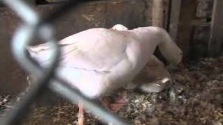 Embden Geese Settig and hatching eggs httpwwwthebackyardchickencoopcom [upl. by Sedlik]