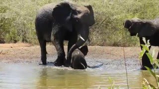 Baby elephant at Kwa Maritane Lodges watering hole Jan 2016 [upl. by Ramaj]