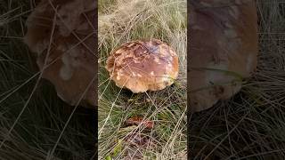 Enorme porcino nei pascoli svizzeri porcini funghi boletus grzyby borowik shorts cepes [upl. by Eniagrom]