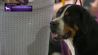 Greater Swiss Mountain Dogs  Breed Judging 2023 [upl. by Aloise]