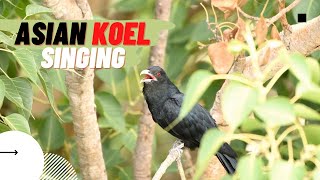 Asian Koel Sound Effect  Koel bird singing sound  Common Koel singing  Bird sounds  Bird song [upl. by Silvia]