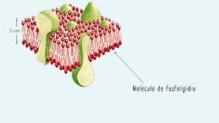 A membrana plasmática  Parte 1 Funções e estrutura [upl. by Gwenette276]