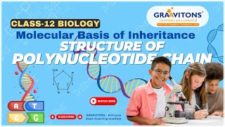 NEET Biology 12th CBSE  Structure of Polynucleotide chain [upl. by Shiekh]