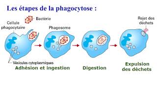 Immunité non spécifique naturelle ou innée 3AC SVT [upl. by Oirobil845]