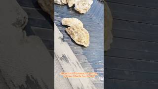 Selection Process for Large Oyster Shells for Crafts shellcraft oystershells shellslegend [upl. by Amoritta]