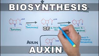 Biosynthesis of Auxin [upl. by Lodie]