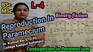 Reproduction in ParameciumL4Conjugation in Paramecium amp Binary Fissionपैरामीशियम प्रजनन [upl. by Gustaf]