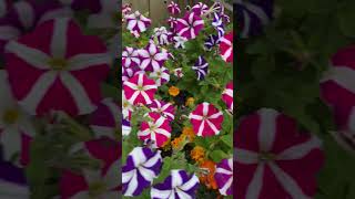 Colourful petunia petunia flowers [upl. by Niriam398]