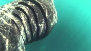 Swimming and snorkelling with basking sharks Cornwall UK [upl. by Aiuoqes]